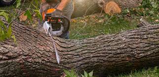 Pest Control for Lawns in Princeville, IL