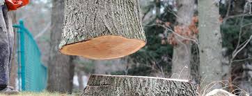 Professional Tree Care in Princeville, IL